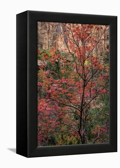 USA, Utah, Zion National Park. Autumn Scenic-Jay O'brien-Framed Premier Image Canvas