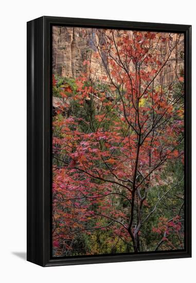 USA, Utah, Zion National Park. Autumn Scenic-Jay O'brien-Framed Premier Image Canvas