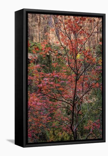 USA, Utah, Zion National Park. Autumn Scenic-Jay O'brien-Framed Premier Image Canvas