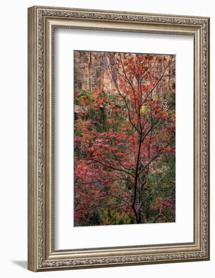 USA, Utah, Zion National Park. Autumn Scenic-Jay O'brien-Framed Photographic Print