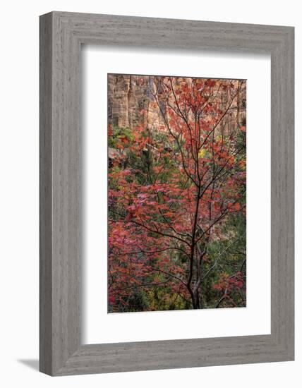 USA, Utah, Zion National Park. Autumn Scenic-Jay O'brien-Framed Photographic Print