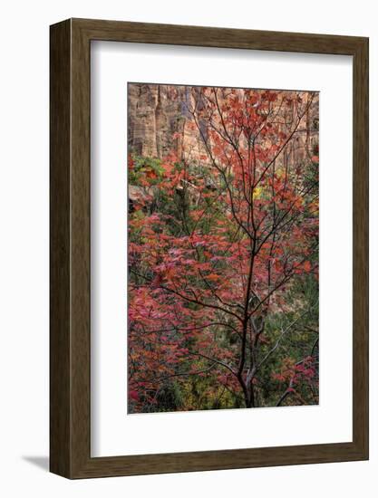 USA, Utah, Zion National Park. Autumn Scenic-Jay O'brien-Framed Photographic Print