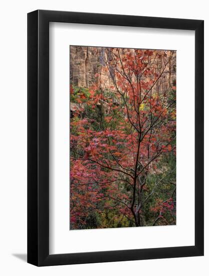 USA, Utah, Zion National Park. Autumn Scenic-Jay O'brien-Framed Photographic Print