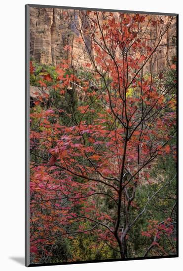 USA, Utah, Zion National Park. Autumn Scenic-Jay O'brien-Mounted Photographic Print