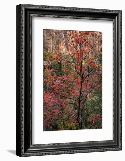 USA, Utah, Zion National Park. Autumn Scenic-Jay O'brien-Framed Photographic Print