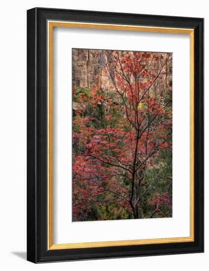 USA, Utah, Zion National Park. Autumn Scenic-Jay O'brien-Framed Photographic Print