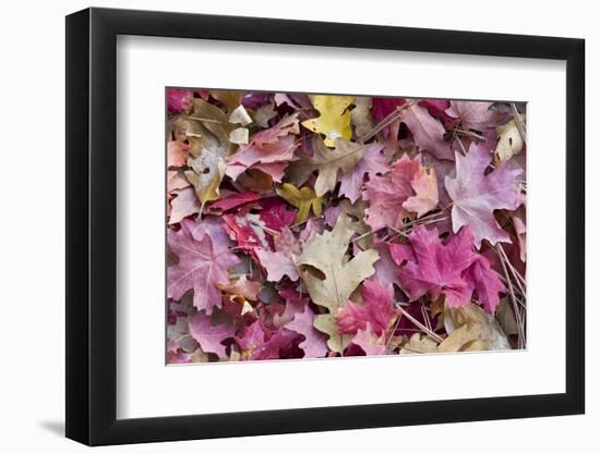 USA, Utah, Zion National Park. Close Up of Red Maple and Oak Leaves-Jaynes Gallery-Framed Photographic Print