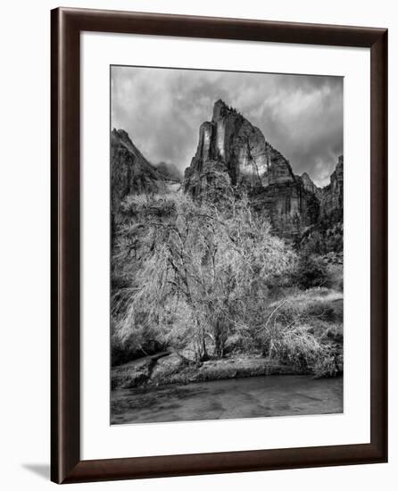 USA, Utah, Zion National Park. Cottonwood in winter-Ann Collins-Framed Photographic Print