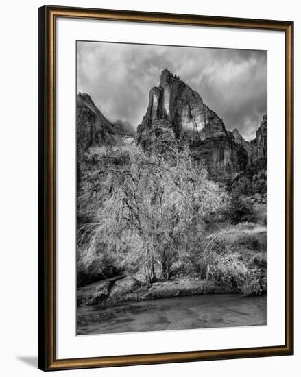 USA, Utah, Zion National Park. Cottonwood in winter-Ann Collins-Framed Photographic Print