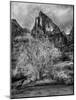 USA, Utah, Zion National Park. Cottonwood in winter-Ann Collins-Mounted Photographic Print