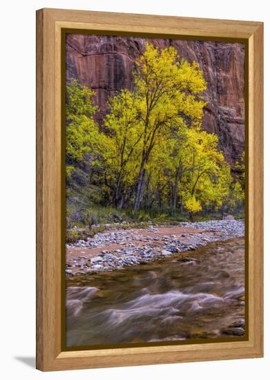 USA, Utah, Zion National Park. Stream in Autumn Scenic-Jay O'brien-Framed Premier Image Canvas