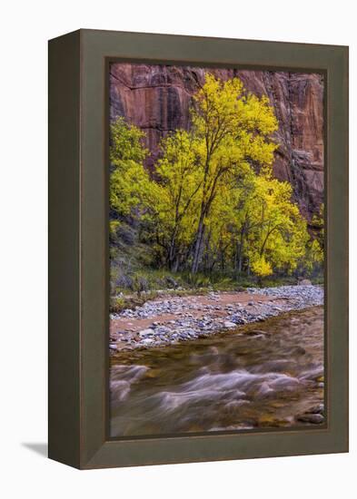 USA, Utah, Zion National Park. Stream in Autumn Scenic-Jay O'brien-Framed Premier Image Canvas