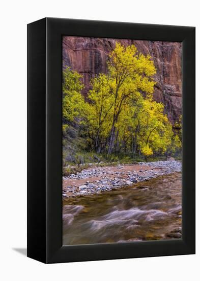 USA, Utah, Zion National Park. Stream in Autumn Scenic-Jay O'brien-Framed Premier Image Canvas