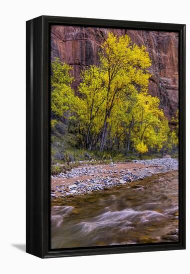 USA, Utah, Zion National Park. Stream in Autumn Scenic-Jay O'brien-Framed Premier Image Canvas