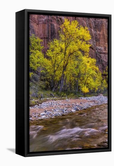 USA, Utah, Zion National Park. Stream in Autumn Scenic-Jay O'brien-Framed Premier Image Canvas