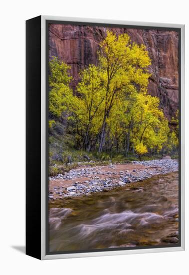 USA, Utah, Zion National Park. Stream in Autumn Scenic-Jay O'brien-Framed Premier Image Canvas