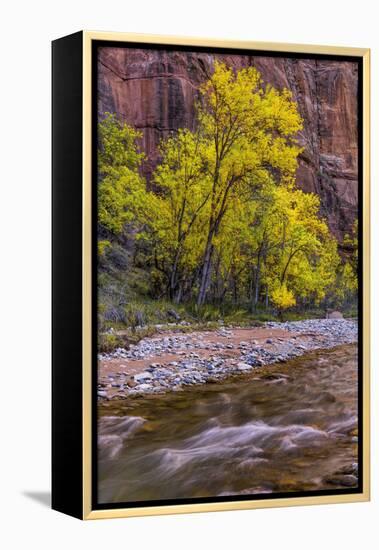 USA, Utah, Zion National Park. Stream in Autumn Scenic-Jay O'brien-Framed Premier Image Canvas