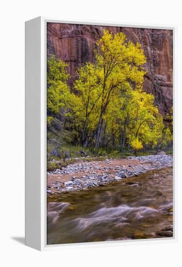 USA, Utah, Zion National Park. Stream in Autumn Scenic-Jay O'brien-Framed Premier Image Canvas