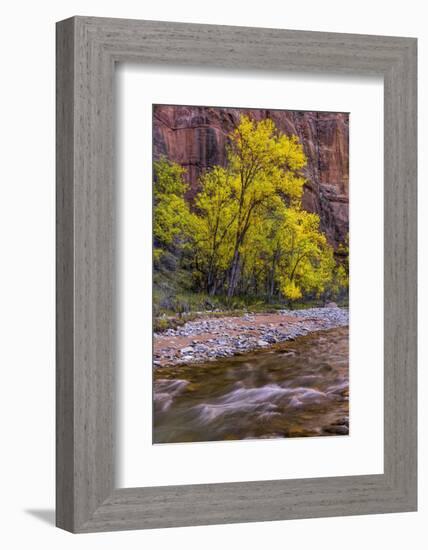 USA, Utah, Zion National Park. Stream in Autumn Scenic-Jay O'brien-Framed Photographic Print