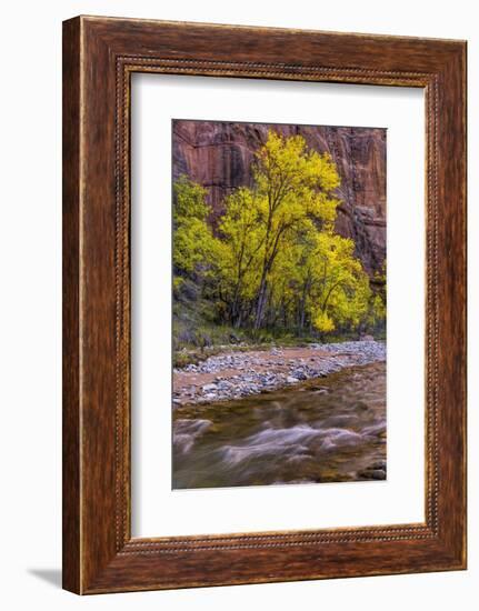 USA, Utah, Zion National Park. Stream in Autumn Scenic-Jay O'brien-Framed Photographic Print