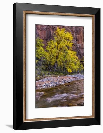 USA, Utah, Zion National Park. Stream in Autumn Scenic-Jay O'brien-Framed Photographic Print