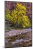 USA, Utah, Zion National Park. Stream in Autumn Scenic-Jay O'brien-Mounted Photographic Print