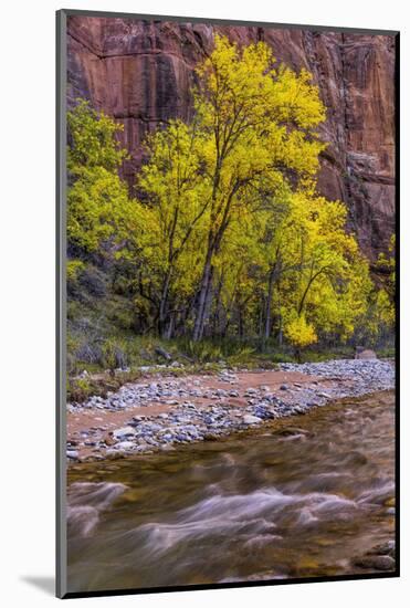 USA, Utah, Zion National Park. Stream in Autumn Scenic-Jay O'brien-Mounted Photographic Print