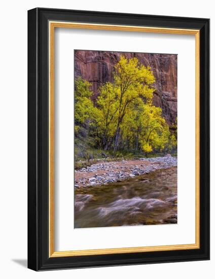 USA, Utah, Zion National Park. Stream in Autumn Scenic-Jay O'brien-Framed Photographic Print