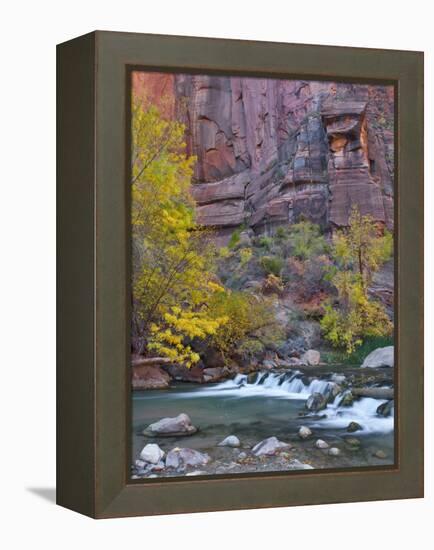 USA, Utah, Zion National Park. the Narrows with Cottonwood Trees in Autumn-Jaynes Gallery-Framed Premier Image Canvas