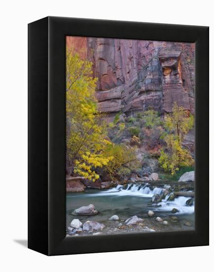 USA, Utah, Zion National Park. the Narrows with Cottonwood Trees in Autumn-Jaynes Gallery-Framed Premier Image Canvas