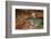 USA, Utah, Zion National Park the Subway-John Ford-Framed Photographic Print