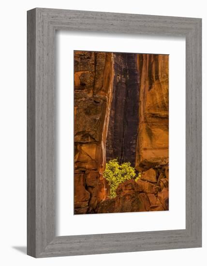 USA, Utah, Zion National Park. Tree and Cliff-Jay O'brien-Framed Photographic Print