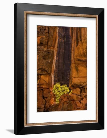 USA, Utah, Zion National Park. Tree and Cliff-Jay O'brien-Framed Photographic Print