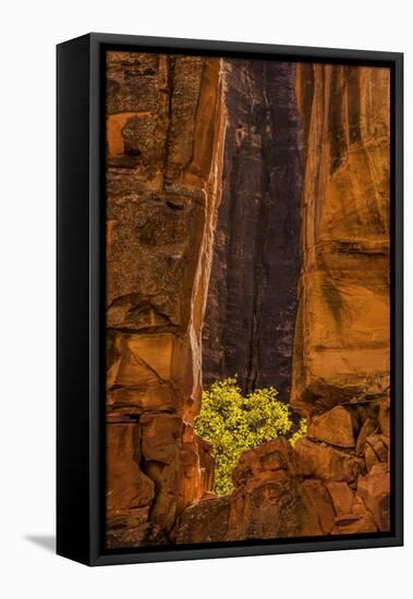 USA, Utah, Zion National Park. Tree and Cliff-Jay O'brien-Framed Premier Image Canvas