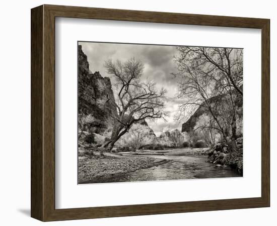 USA, Utah. Zion National Park, Virgin River and Cottonwoods in winter tinted monochrome-Ann Collins-Framed Photographic Print