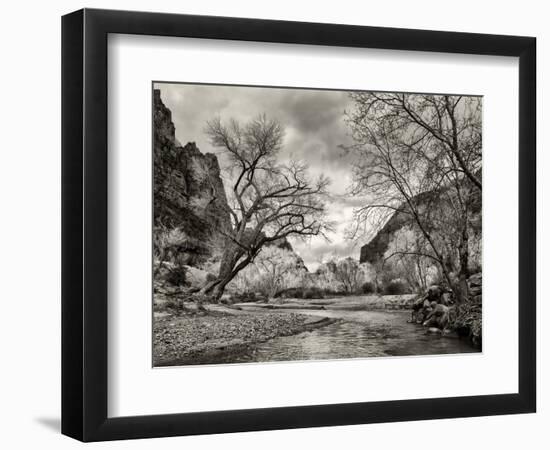 USA, Utah. Zion National Park, Virgin River and Cottonwoods in winter tinted monochrome-Ann Collins-Framed Photographic Print