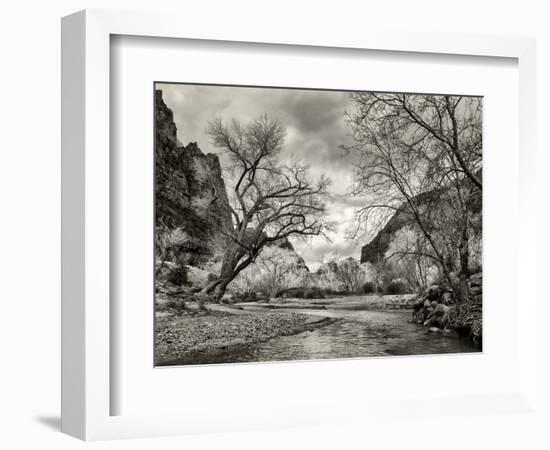 USA, Utah. Zion National Park, Virgin River and Cottonwoods in winter tinted monochrome-Ann Collins-Framed Photographic Print