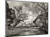 USA, Utah. Zion National Park, Virgin River and Cottonwoods in winter tinted monochrome-Ann Collins-Mounted Photographic Print