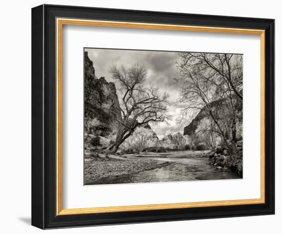 USA, Utah. Zion National Park, Virgin River and Cottonwoods in winter tinted monochrome-Ann Collins-Framed Photographic Print