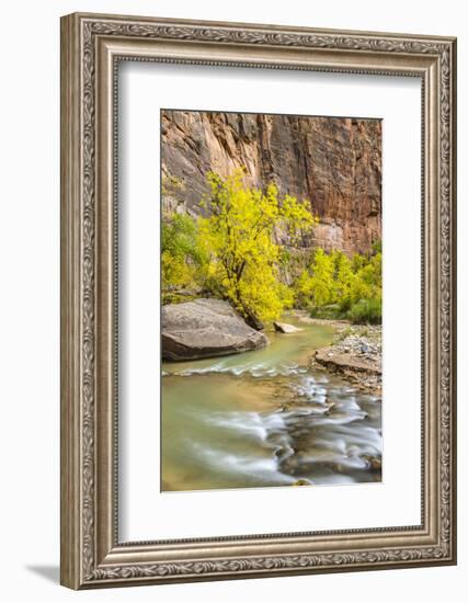 USA, Utah, Zion National Park. Virgin River and fall cottonwood trees.-Jaynes Gallery-Framed Photographic Print