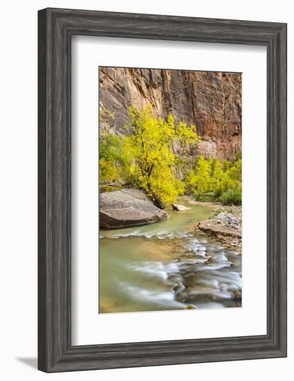 USA, Utah, Zion National Park. Virgin River and fall cottonwood trees.-Jaynes Gallery-Framed Photographic Print