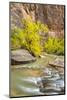 USA, Utah, Zion National Park. Virgin River and fall cottonwood trees.-Jaynes Gallery-Mounted Photographic Print