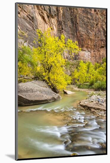 USA, Utah, Zion National Park. Virgin River and fall cottonwood trees.-Jaynes Gallery-Mounted Photographic Print