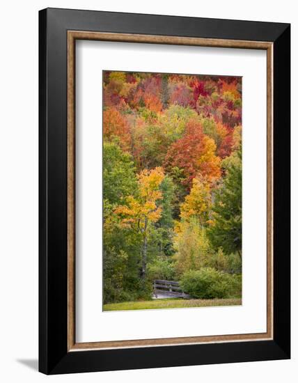 USA, Vermont, Fall foliage in Green Mountains at Bread Loaf, owned by Middlebury College.-Alison Jones-Framed Photographic Print