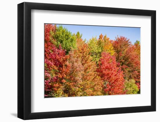 USA, Vermont, Fall foliage in Green Mountains at Bread Loaf, owned by Middlebury College.-Alison Jones-Framed Photographic Print