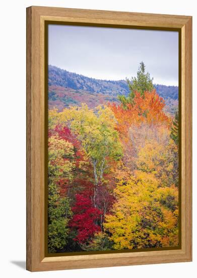 USA, Vermont, Fall foliage in Green Mountains at Bread Loaf, owned by Middlebury College.-Alison Jones-Framed Premier Image Canvas