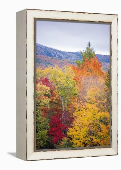 USA, Vermont, Fall foliage in Green Mountains at Bread Loaf, owned by Middlebury College.-Alison Jones-Framed Premier Image Canvas