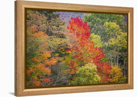 USA, Vermont, Fall foliage in Green Mountains at Bread Loaf, owned by Middlebury College.-Alison Jones-Framed Premier Image Canvas