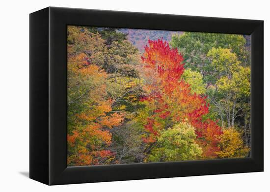 USA, Vermont, Fall foliage in Green Mountains at Bread Loaf, owned by Middlebury College.-Alison Jones-Framed Premier Image Canvas