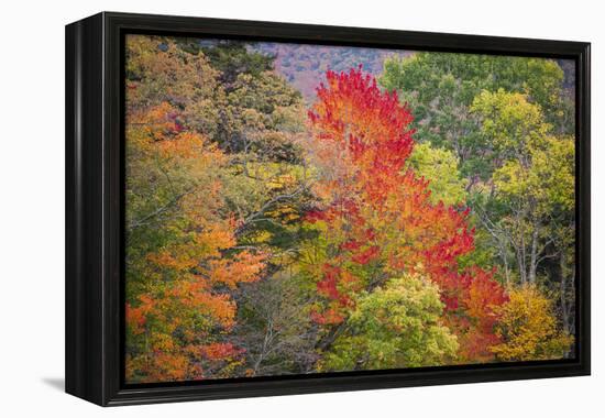 USA, Vermont, Fall foliage in Green Mountains at Bread Loaf, owned by Middlebury College.-Alison Jones-Framed Premier Image Canvas